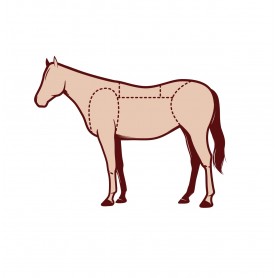 SEGNAPREZZI EQUINO C/AGO+PEN  PZ.20 